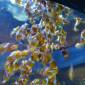 ID87 - Two Oceans Aquarium